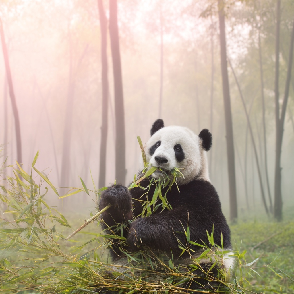 Детализация и восстановление качества